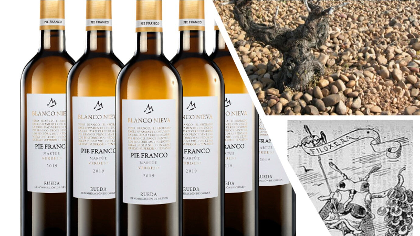 La filoxera o el covid de los viñedos