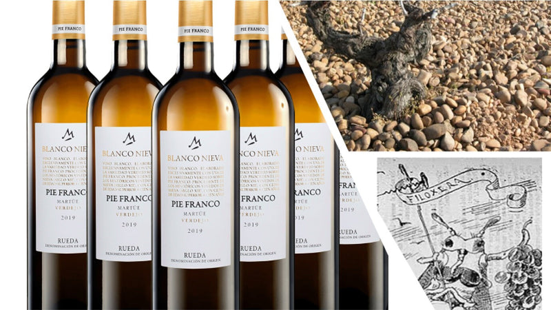 La filoxera o el covid de los viñedos