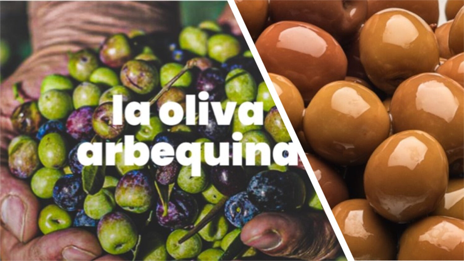 La arbequina, el gran sabor de lo pequeño