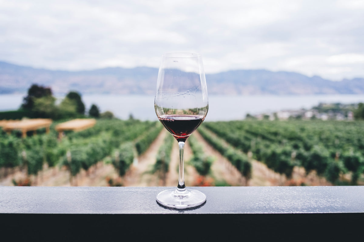 Hero vineyard landscape